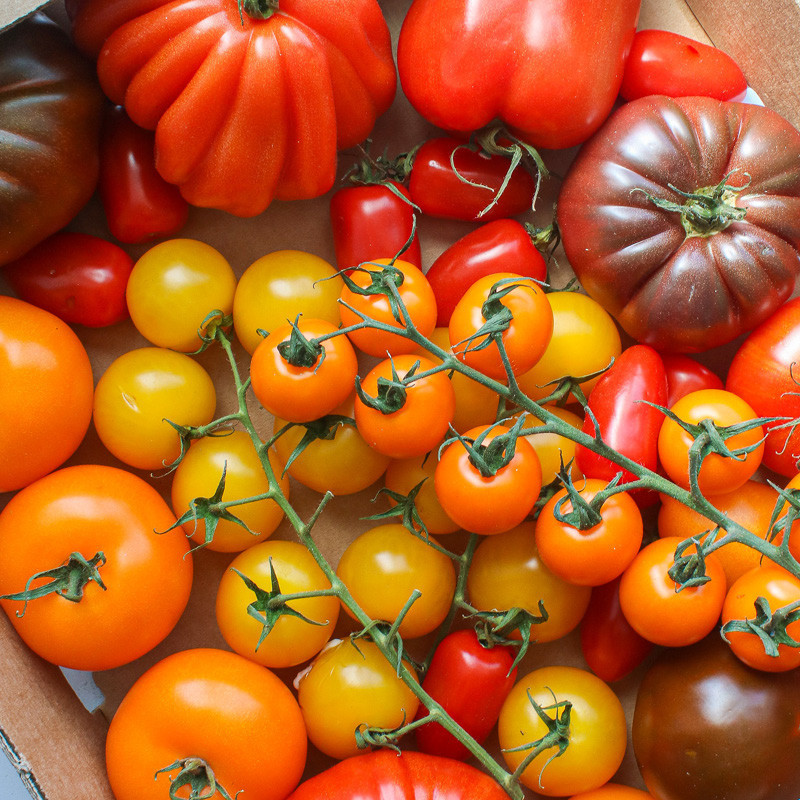 Mixed Heritage Large Tomatoes
