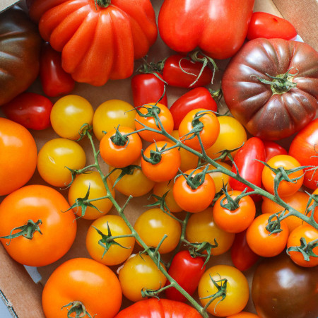 Isle of Wight Mixed Heritage Large Tomatoes