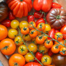 Mixed Heritage Large Tomatoes