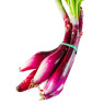 White Grelot Onions