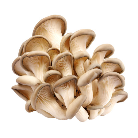 Box Oyster Mushrooms