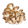 Box Oyster Mushrooms