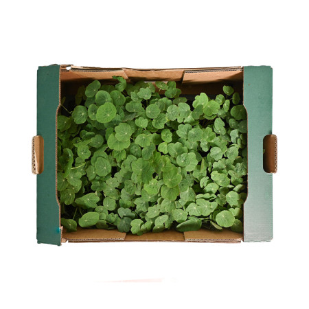 Growing Nasturtium Tray