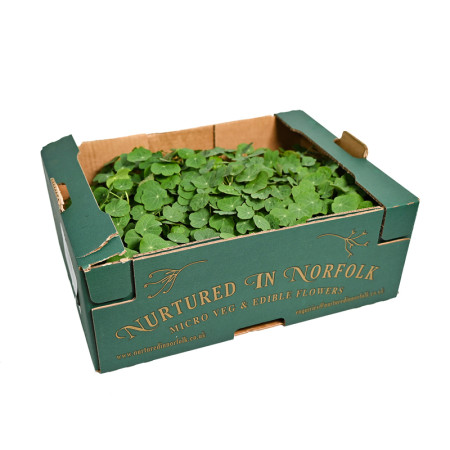 Growing Nasturtium Tray