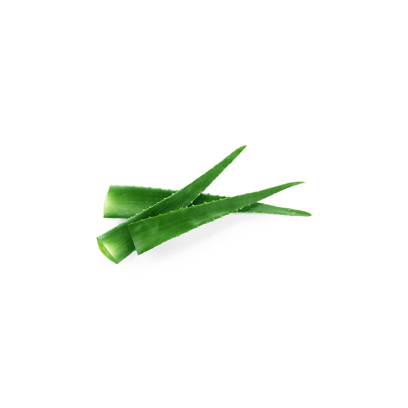 Aloe Vera Leaves