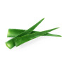 Aloe Vera Leaves