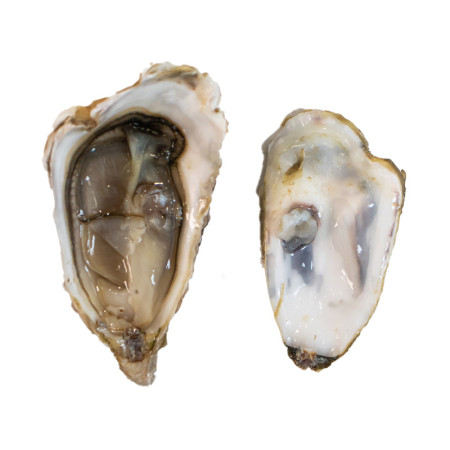 Maldon Rock Oysters
