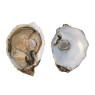 Tarbouriech Speciales Pink Oysters N.3
