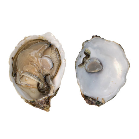 Tarbouriech Speciales Pink Oysters N.2