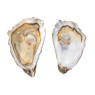 Speciales De Claire Marennes Oleron Oyster