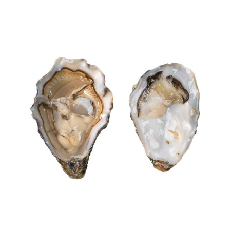 Gillardeau Speciales Rock Oysters N.2