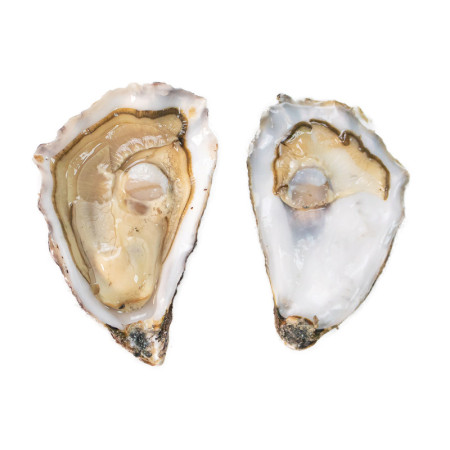 Marennes-Oleron Speciales Oysters N.2