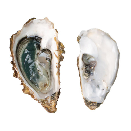 Green Fine De Claire Marennes Oleron Oyster