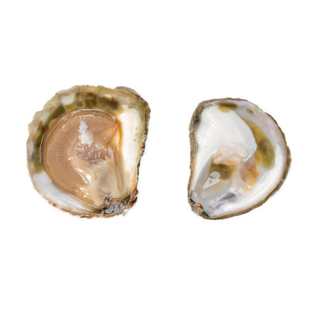 Friandise Fine Oyster