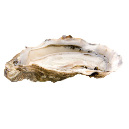 Rock Oysters Brittanys Finest N3