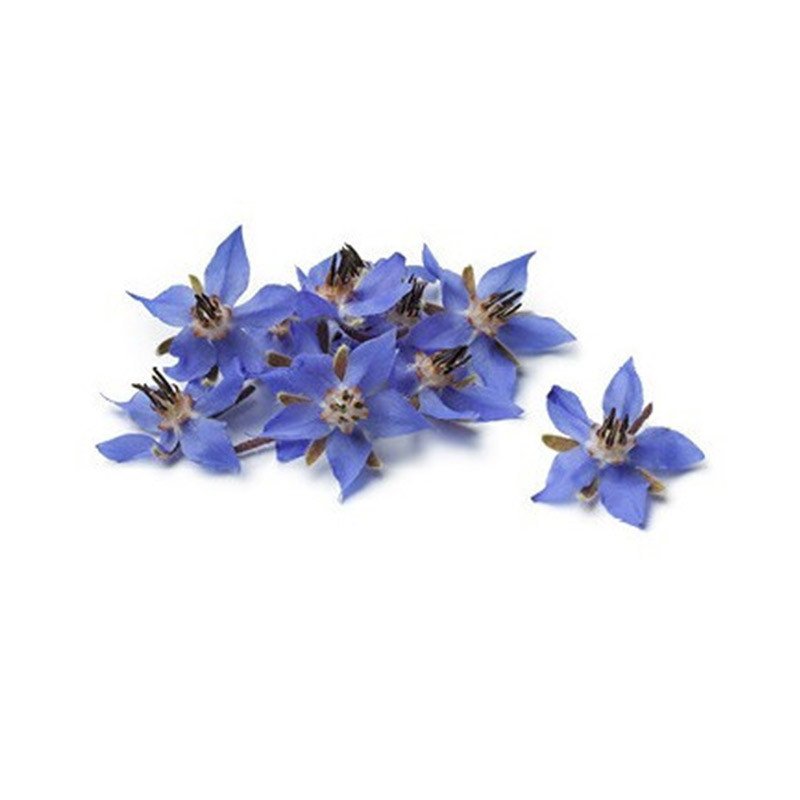 Borage Flowers