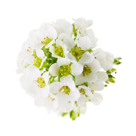 White Alyssum Flowers