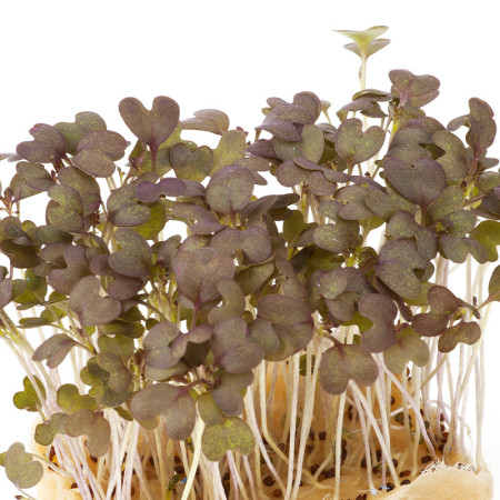 Kyona Mustard Cress