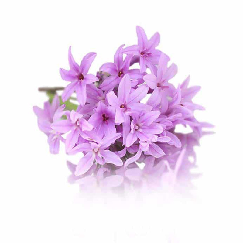 Pink Garlic Flowers