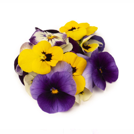Viola Flowers