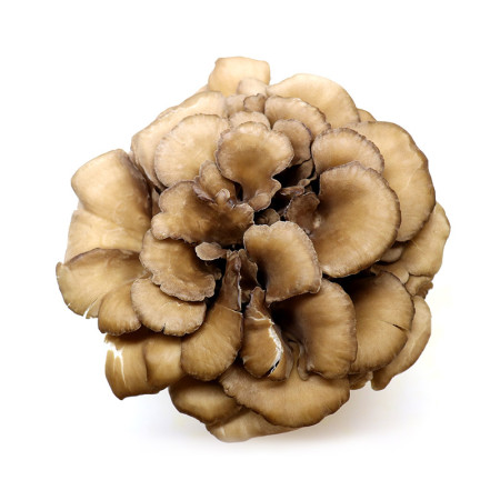 Hen Of The Wood Mushrooms