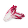 Red Chicory