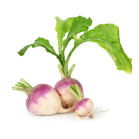 Turnip