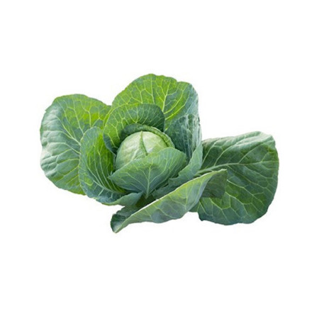 Spring Cabbage