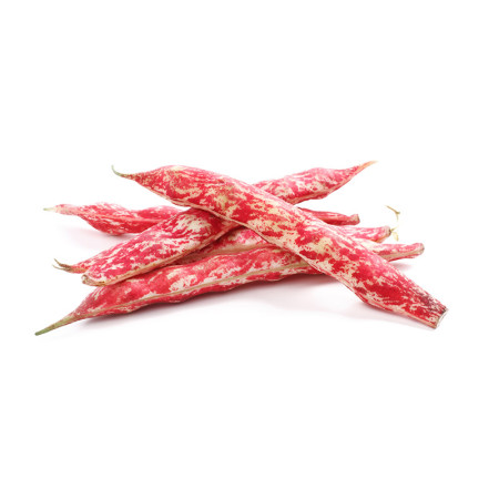 Borlotti Beans