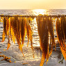 Algolesko Organic Fresh Salted Kombu Royal Seaweed