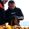Algolesko Organic Fresh Salted  Dulse Seaweed