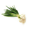 White Grelot Onions