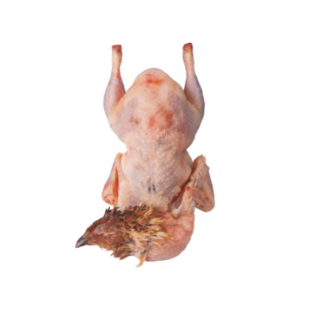 Whole French Quail