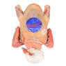 Mieral Squab Pigeon