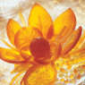 Corsiglia Drained Candied Orange Quarters