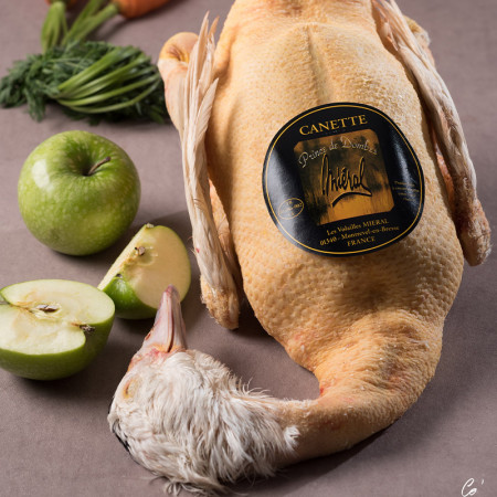 Mieral Prince de Dombes Barbary Female Duck