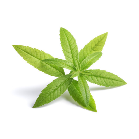 Lemon Verbena