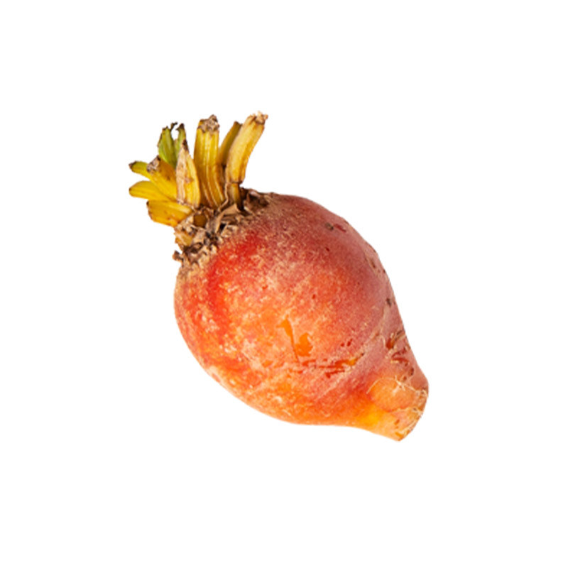 Baby Golden Yukon Beetroot