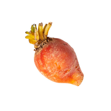 Baby Golden Yukon Beetroot