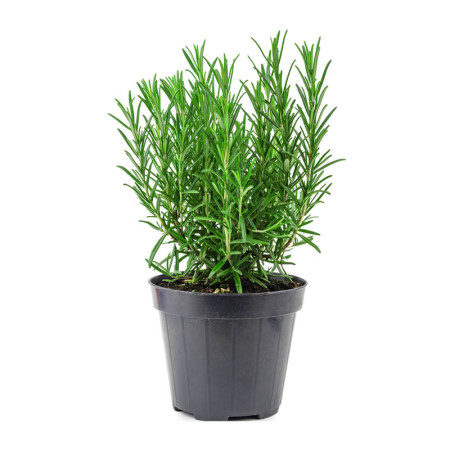 Potted Rosemary
