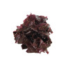 Algolesko Organic Fresh Salted Dulse Seaweed