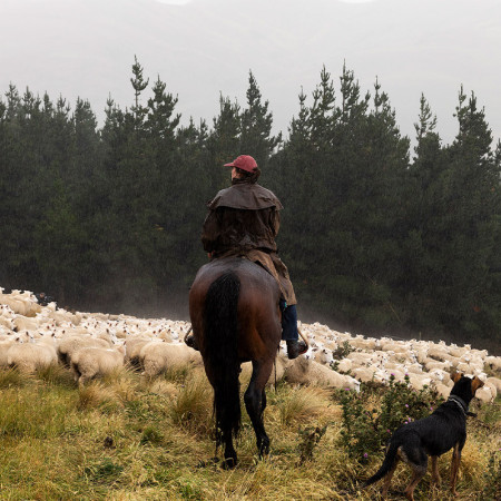 Lumina Frozen Lamb Loin Boneless Cap On