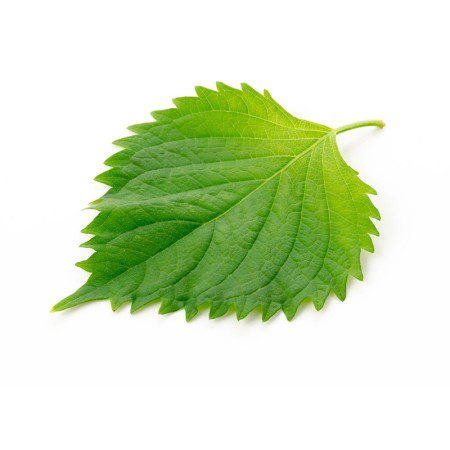 Green Shiso Leaves