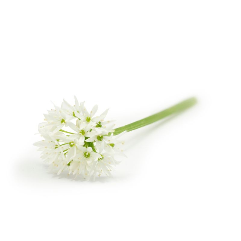 White Garlic Edible Flowers