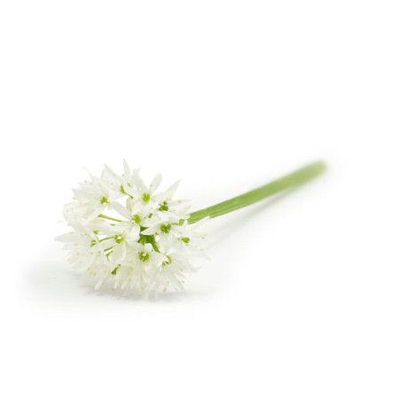 White Garlic Edible Flowers