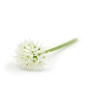 White Garlic Edible Flowers