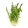 Puntarelle