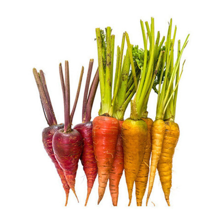 Mixed Chantennay Carrots