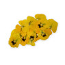 Pressed Yellow Viola Flowers
