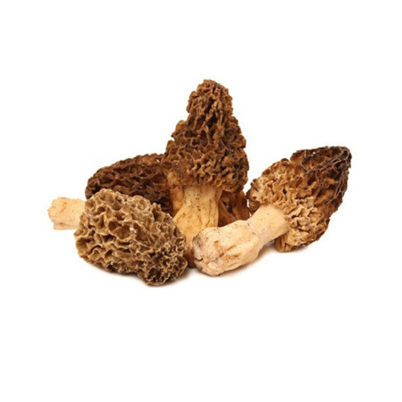 Morel Mushrooms